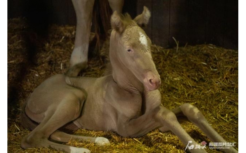 萌萌噠！小汗血馬在烏魯木齊“趕趟兒”出生